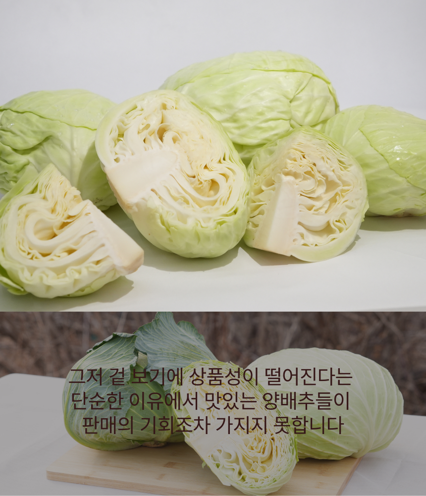 양배추 업로드 4.jpg