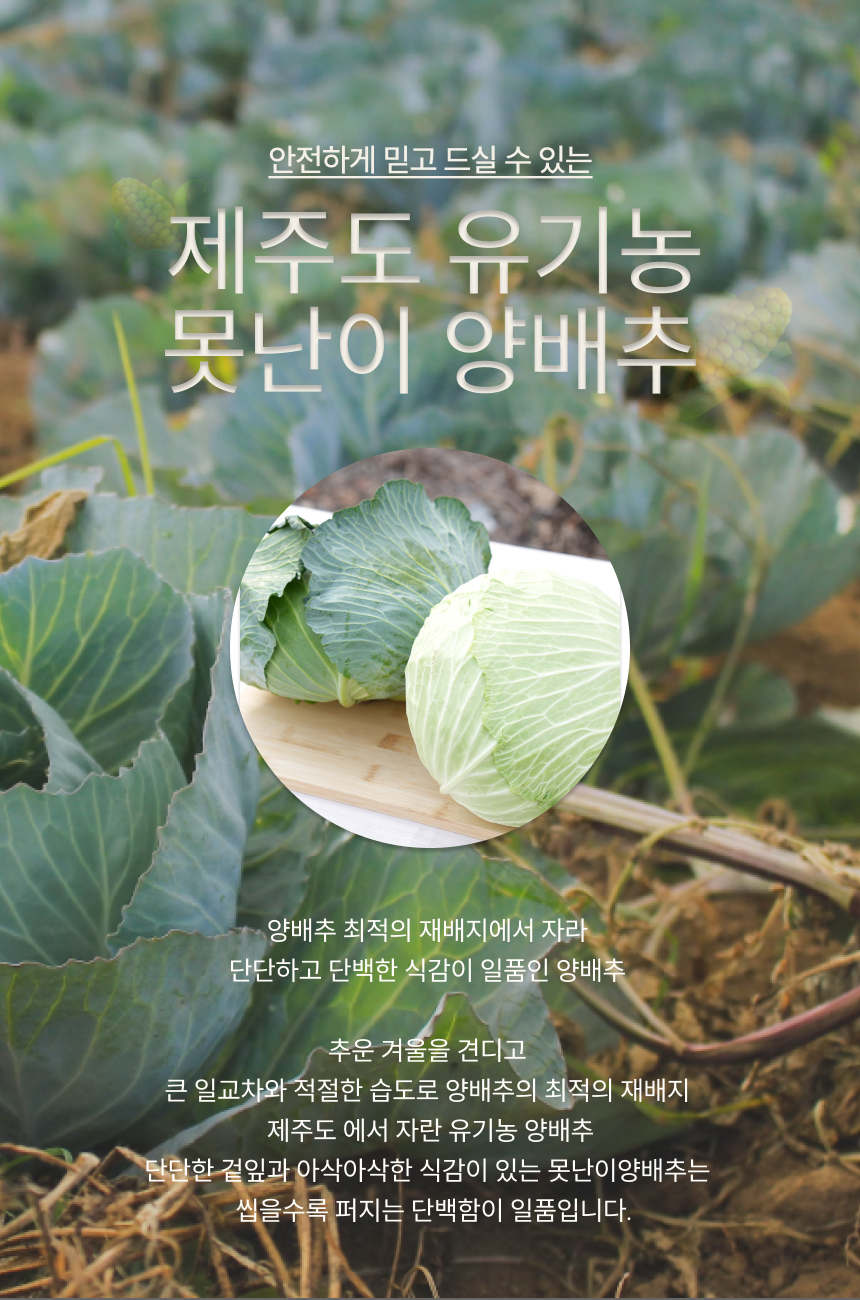 양배추 업로드 9.jpg